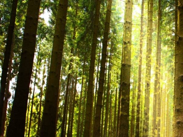 Two hands are holding a tree and seeking for the sustainable development.